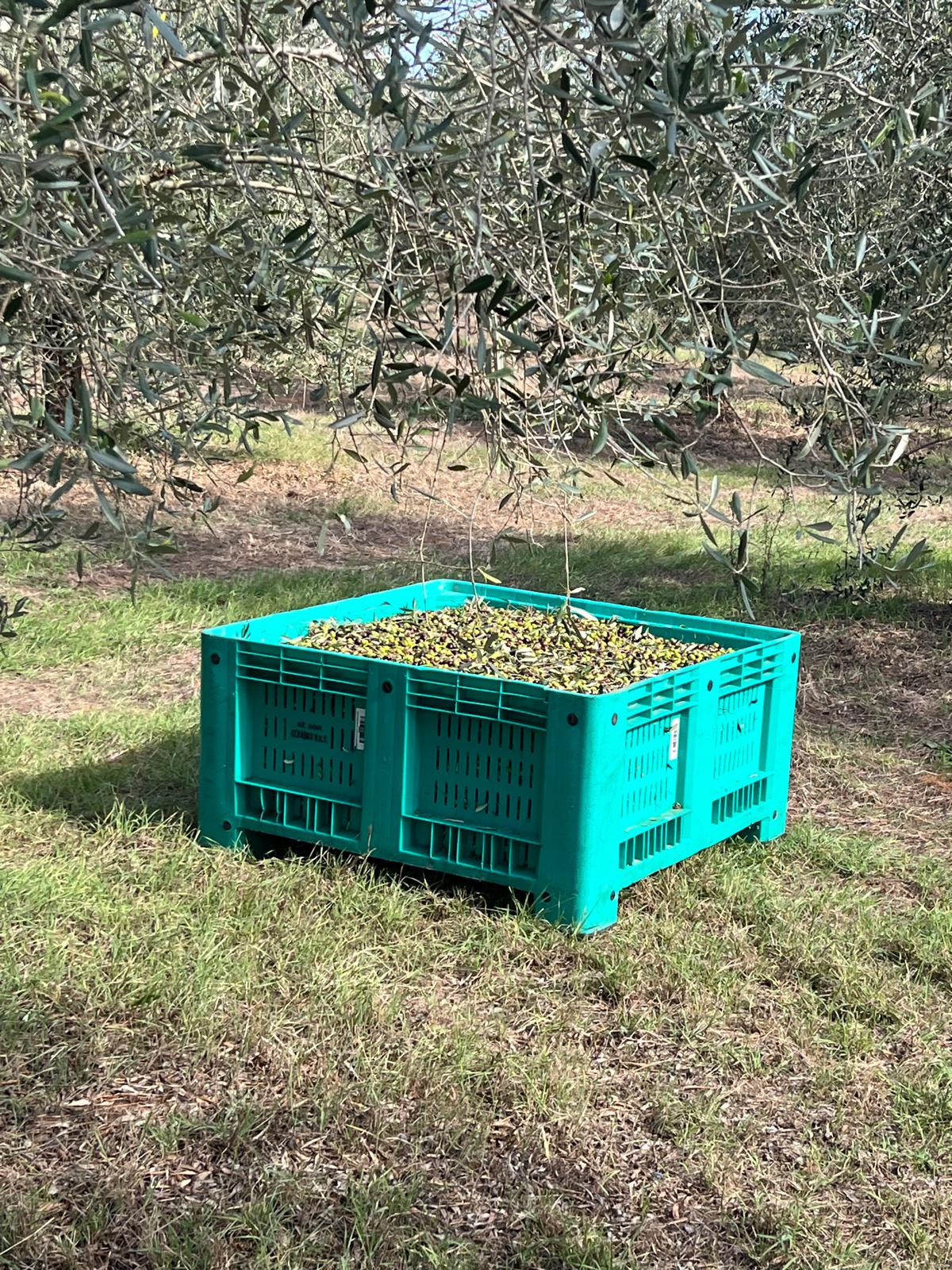 Una cassetta di olive ai piedi di un albero nell’uliveto San Sisto