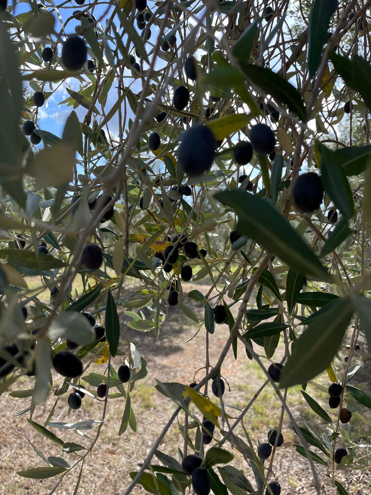 Le olive sui rami dell’uliveto San Sisto