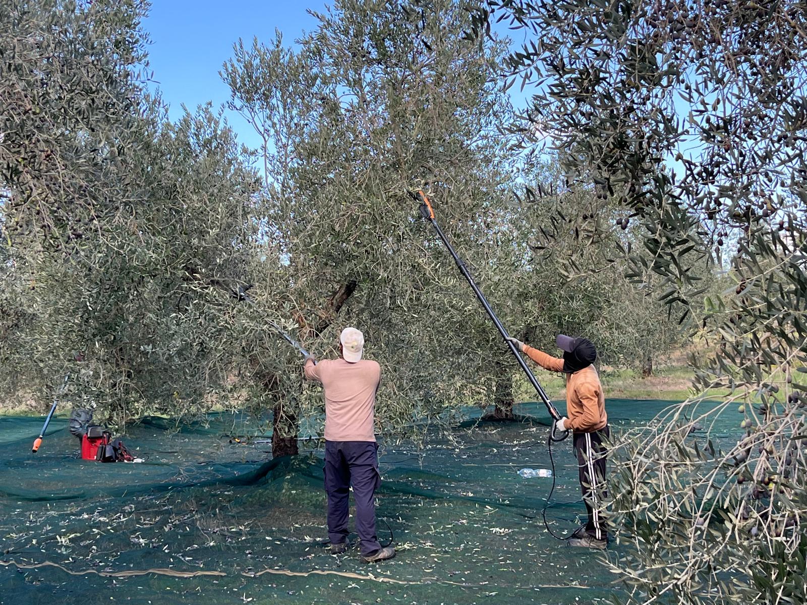 La raccolta delle olive nell’uliveto San Sisto
