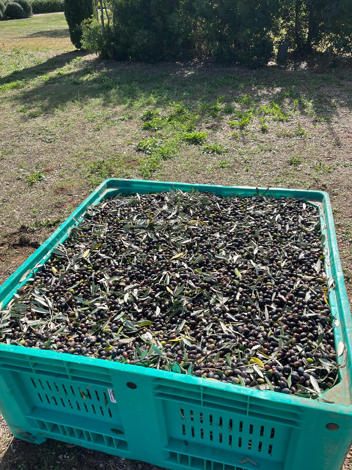 Una cassetta verde piena di olive raccolte nell’uliveto San Sisto