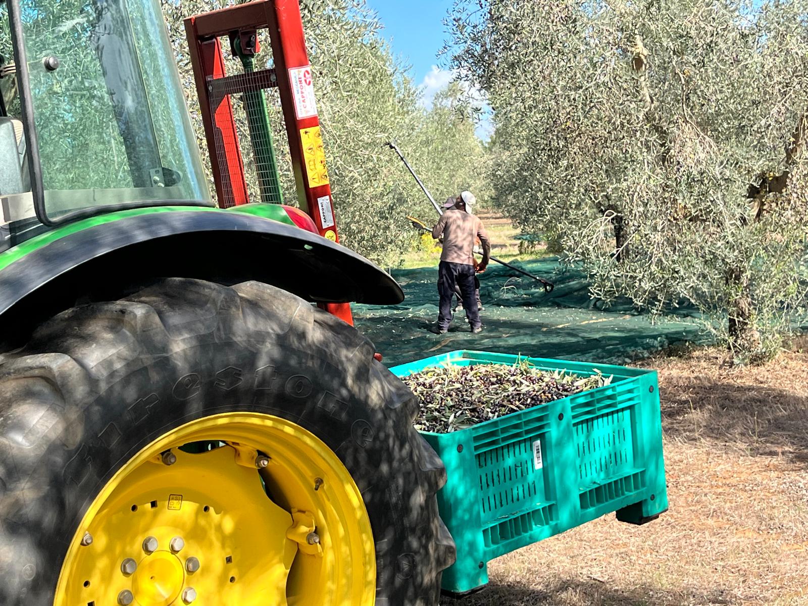 Il trattore e una cassetta di olive durante il lavoro nell’uliveto San Sisto