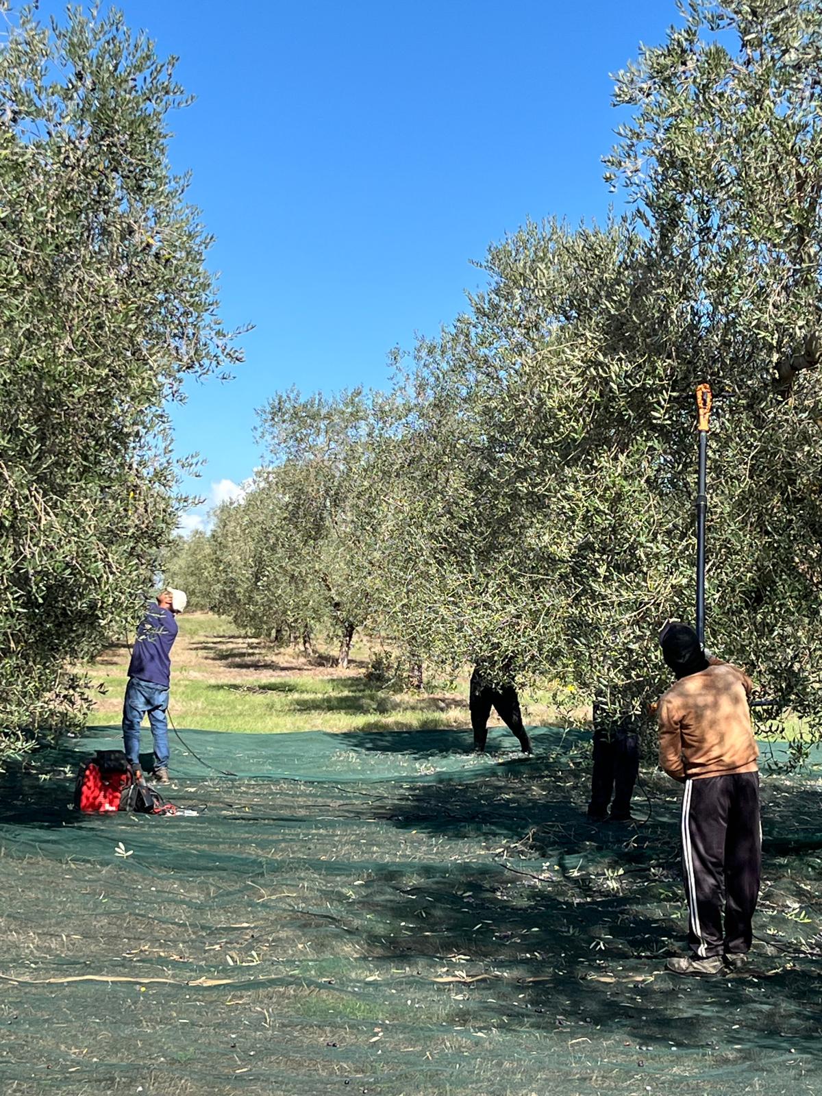 Gli olivi di San Sisto a Marsiliana, in Maremma Toscana