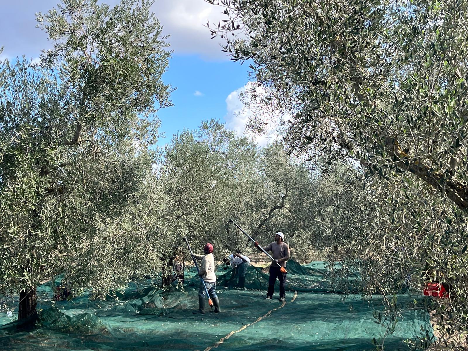 L’uliveto San Sisto durante la raccolta